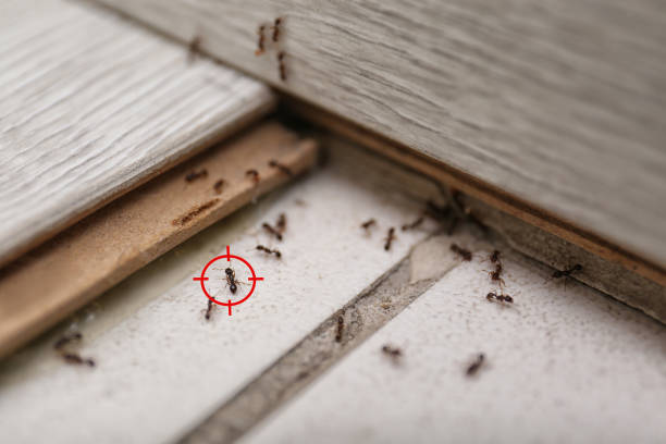 Best Affordable Pest Control Services  in Bryant, AR